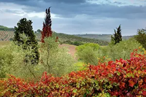 Montalcino: Vineyard near Montalcino, Tuscany, Italy