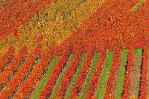 190422: Vineyard pattern - geometric pattern of a vineyard showing d