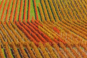 190422: Vineyard pattern - geometric pattern of a vineyard showing d