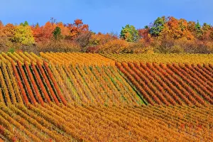 190422: Vineyard pattern - geometric pattern of a vineyard showing d