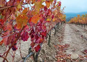 Rioja: Vineyard, Pecina, La Rioja, Spain, Europe