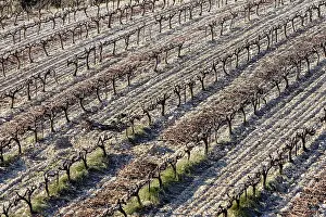 Vinyard: Vineyard, Provence, France