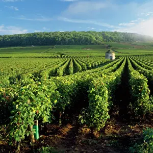 Savi: Vineyard - at Savi les Beanne
