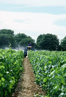 Chemicals: Vineyard - spraying