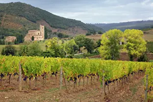 Montalcino: Vineyard and St. Antimo Abbey, near Montalcino