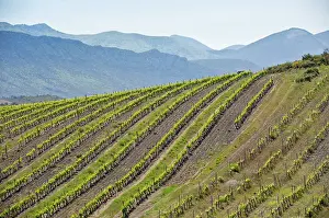 Grapevines: Vineyard St. Paul de Fenouillet, Corbieres region