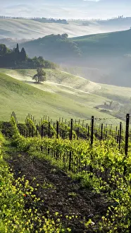 Senesi: Vineyard at sunrise with fog in hilly landscape