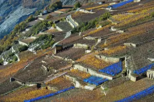 Nets: Vineyard terraces with blue bird protection nets