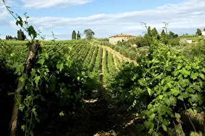 Grapevines: Vineyard in Tuscany