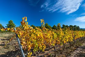 Lleida: Vineyard, Valle del Set, Les Garrigues, Lleida