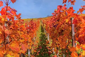 Rows: Vineyard - vineyard with rows of grapevines in colourful aut