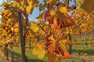 Rows: Vineyard - vineyard with rows of grapevines in colourful aut
