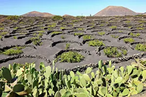 Wine: Vineyard for volcanic wine on volcanic soil Volcanic a