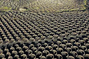 Wine: Vineyard in the wine-growing region La Geria, near