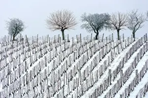 Champ: Vineyard in winter (December), Saint Champ, Bugey