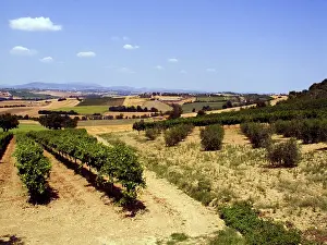 Olea: Vineyards