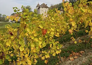 Chateaux: Vineyards in autumn, at Old chateau north of Ruffieux