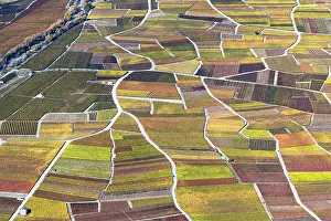 Exploitations: Vineyards in autumn, Valais, Switzerland