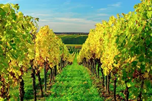 Volkach: Vineyards in autumn, yellow foliage, near Volkach