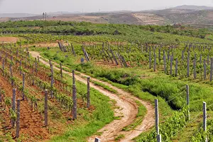 Janis: Vineyards belonging to Treaty Port winery