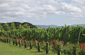 Healesville: Vineyards at Chandon Winery, Australia