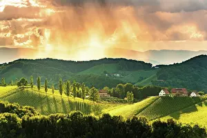 Styria: Vineyards in the evening light, South Styria, Austria