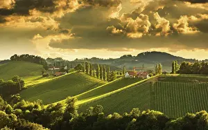 Styria: Vineyards in the evening light, South Styria, Austria