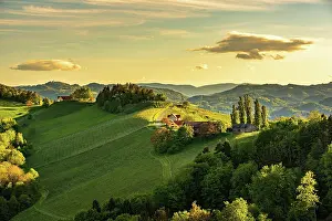 Styria: Vineyards in the evening light, South Styria, Austria