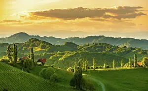 Styria: Vineyards in the evening light, South Styria, Austria