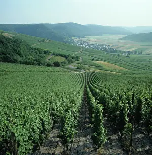 Rows: Vineyards, Germany