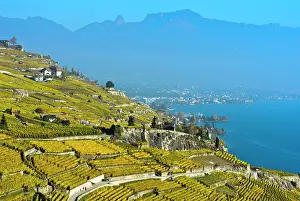 Landsca: Vineyards in golden yellow autumn foliage over Lake