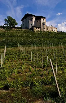 Bachmann: Vineyards and homes in small village vineyard
