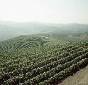 Vines: Vineyards, Kaiserstuhl Germany