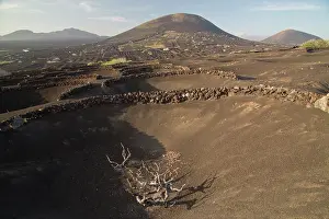 Vines: The vineyards of La Geria - on volcanic cinder -