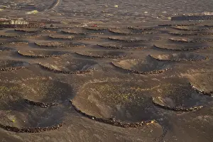 Vines: The vineyards of La Geria - on volcanic cinder -