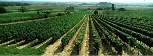Poitou: Vineyards of Le Haut Poitou region