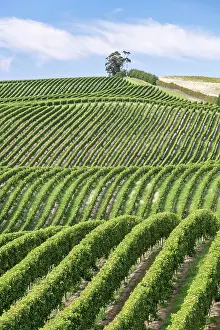 Marlborough: Vineyards, Marlborough Region, South Island, New