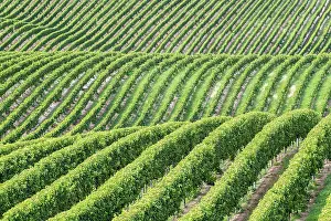 Marlborough: Vineyards, Marlborough Region, South Island, New