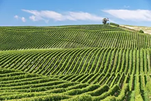 Marlborough: Vineyards, Marlborough Region, South Island, New