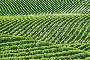 Marlborough: Vineyards, Marlborough Region, South Island, New