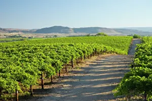 Irrigation: Vineyards in Orange River Valley at Kakamas, near