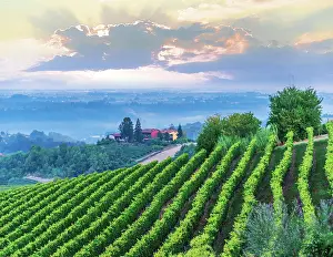 Wine: Vineyards in the Province of Cuneo, Piedmont, Italy, Europe