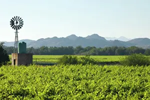 Irrigation: Vineyards and windmill in Orange River Valley at