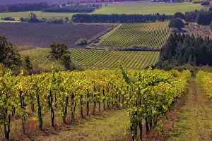 Oregon: Vineyards at Yamhill Valley Vineyards near McMinnville