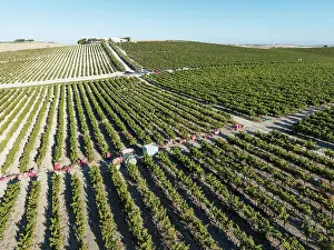 Working: Vintage at the La Canariera vineyard of the Bodega GonzÃ¡lez Byass near the town of Jerez de la Frontera