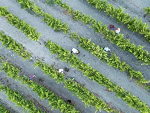 Working: Vintage at the vineyard of the Bodega GonzÃ¡lez Byass near the town of Jerez de la Frontera