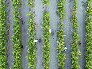Working: Vintage at the vineyard of the Bodega GonzÃ¡lez Byass near the town of Jerez de la Frontera