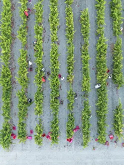 Working: Vintage at the vineyard of the Bodega GonzÃ¡lez Byass near the town of Jerez de la Frontera
