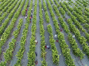 Working: Vintage at the vineyard of the Bodega GonzÃ¡lez Byass near the town of Jerez de la Frontera