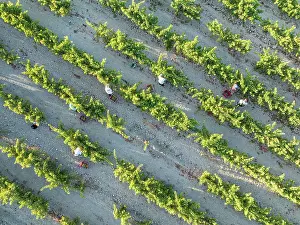 Working: Vintage at the vineyard of the Bodega GonzÃ¡lez Byass near the town of Jerez de la Frontera